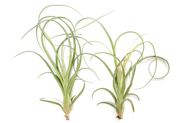 two Tillandsia Curly Slim (T. Intermedia x T. Streptophylla) Air Plants