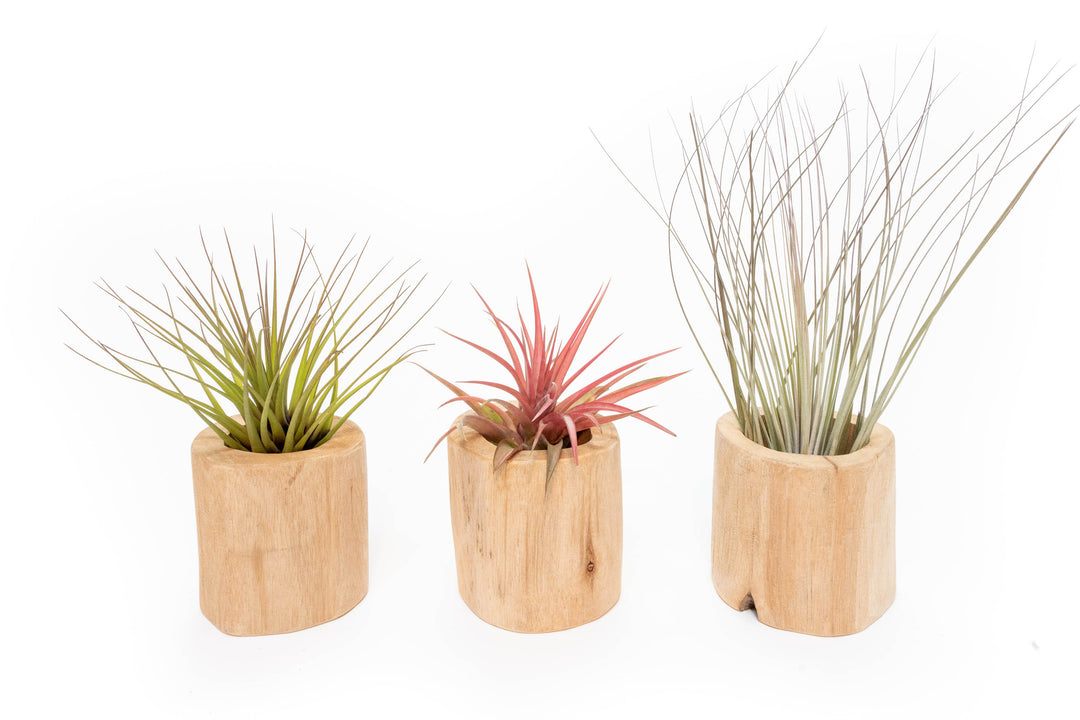Wholesale - Retail-Ready Easy Table Display Variety Bundle