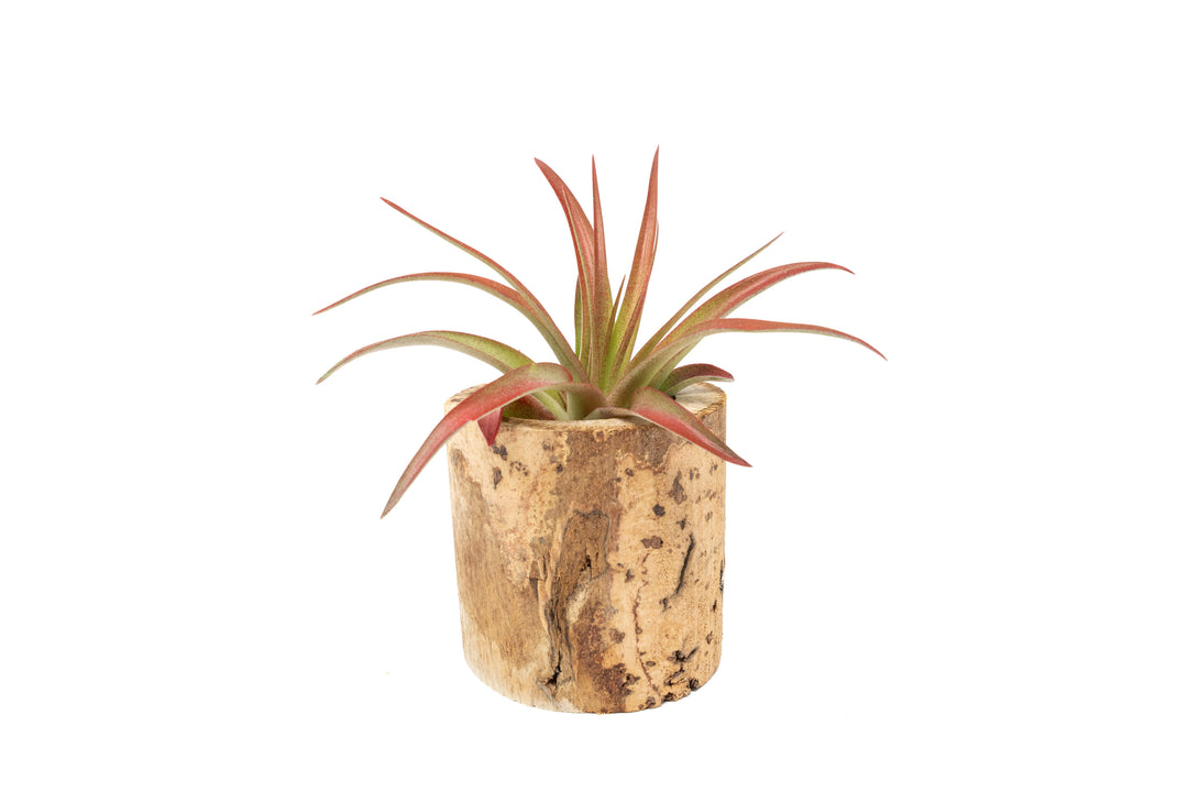 small driftwood container with tillandsia red abdita air plant