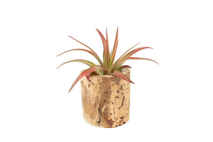 small driftwood container with tillandsia red abdita air plant