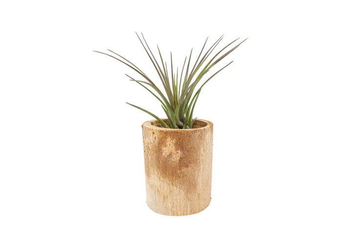 small driftwood container with tillandsia melanocrater air plant