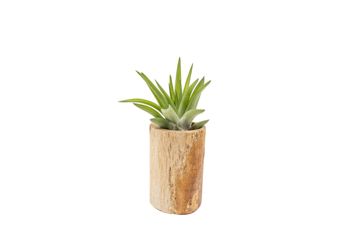 small driftwood with tillandsia velutina air plant
