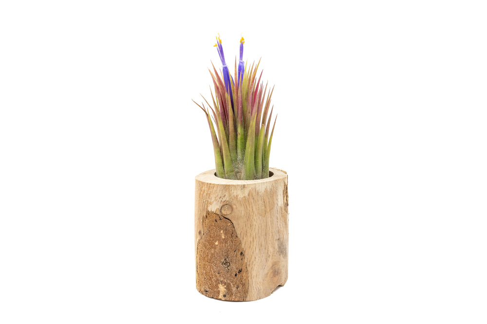 small driftwood container with blushing and blooming tillandsia ionantha "macho" Guatemala air plant