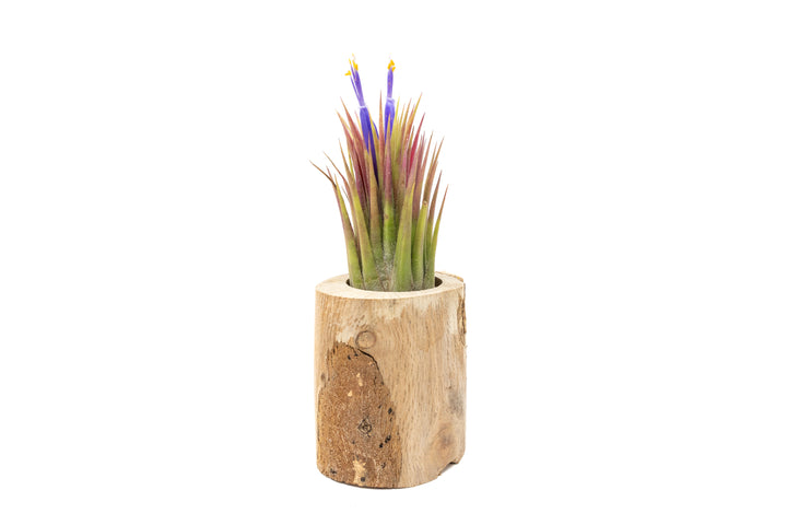 small driftwood container with blushing and blooming tillandsia ionantha "macho" Guatemala air plant