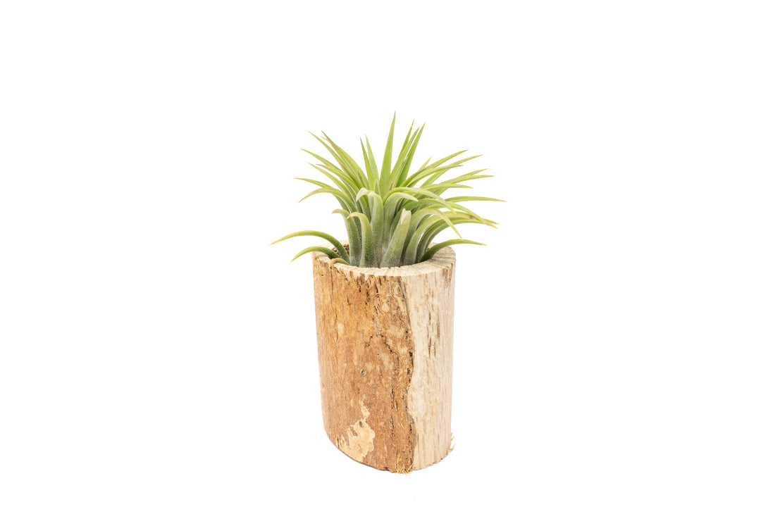 small driftwood container with varying wood shades containing tillandsia ionantha rubra air plant