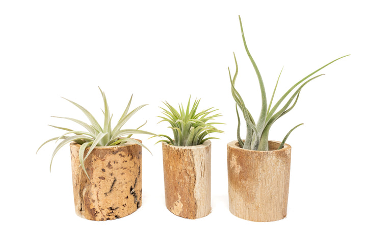 three small driftwood containers with assorted tillandsia air plants