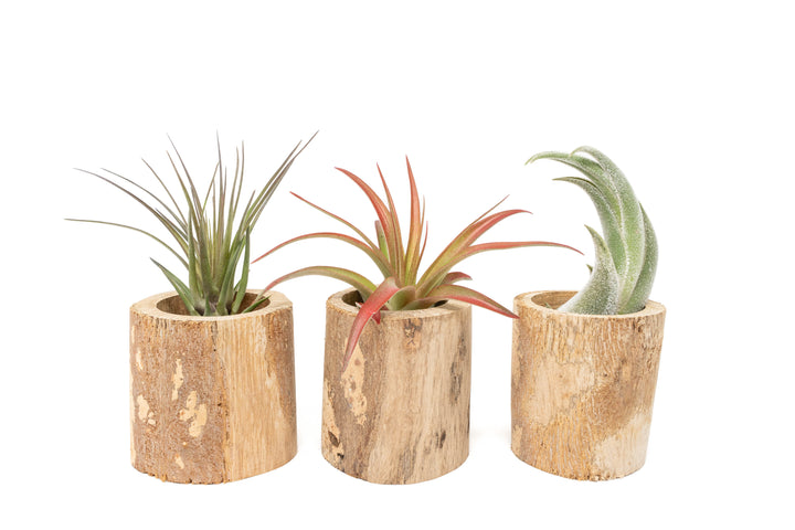 three small driftwood containers with assorted tillandsia air plants