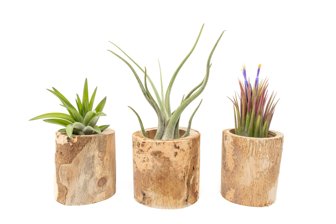 three small driftwood containers with assorted tillandsia air plants