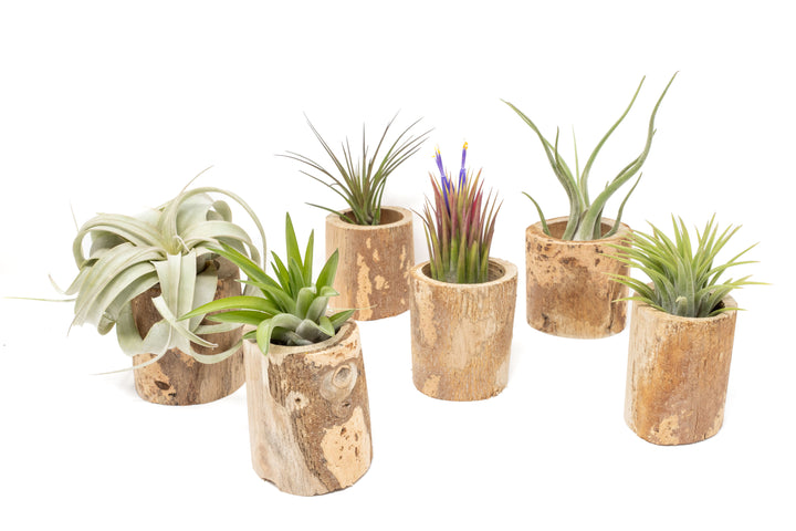 six small driftwood containers with assorted tillandsia air plants