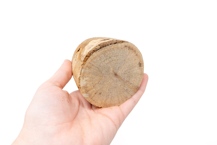 hand holding small driftwood container showing bottom