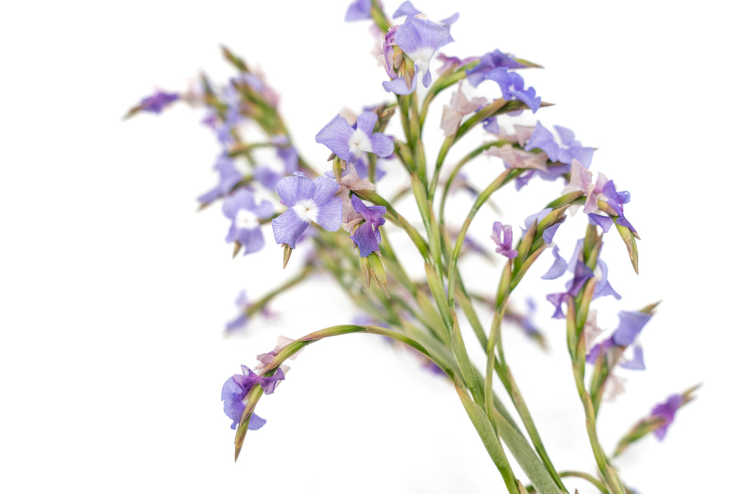 close up of blooms pike with purple flowers of tillandsia duratii air plant