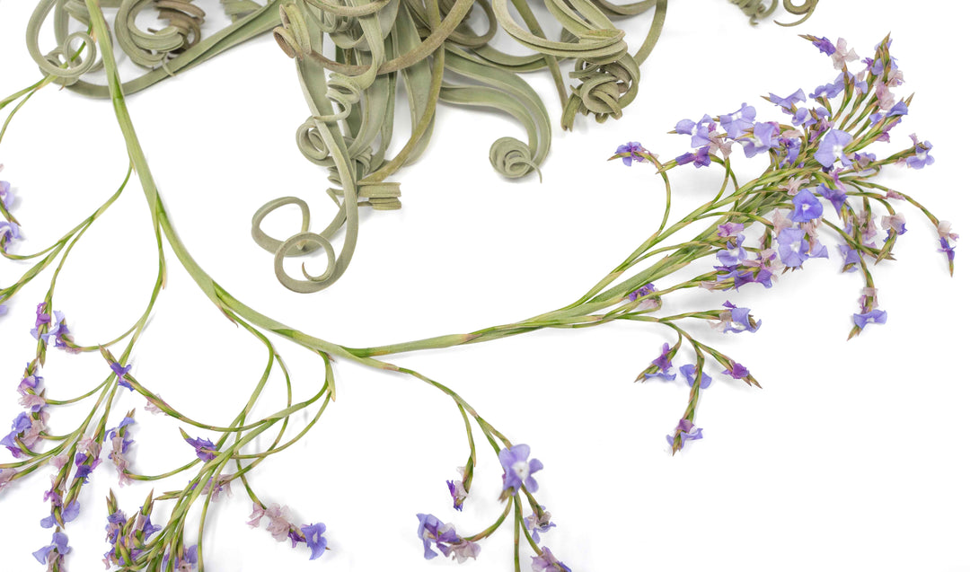 giant bloom with purple flowers on tillandsia duratii air plant