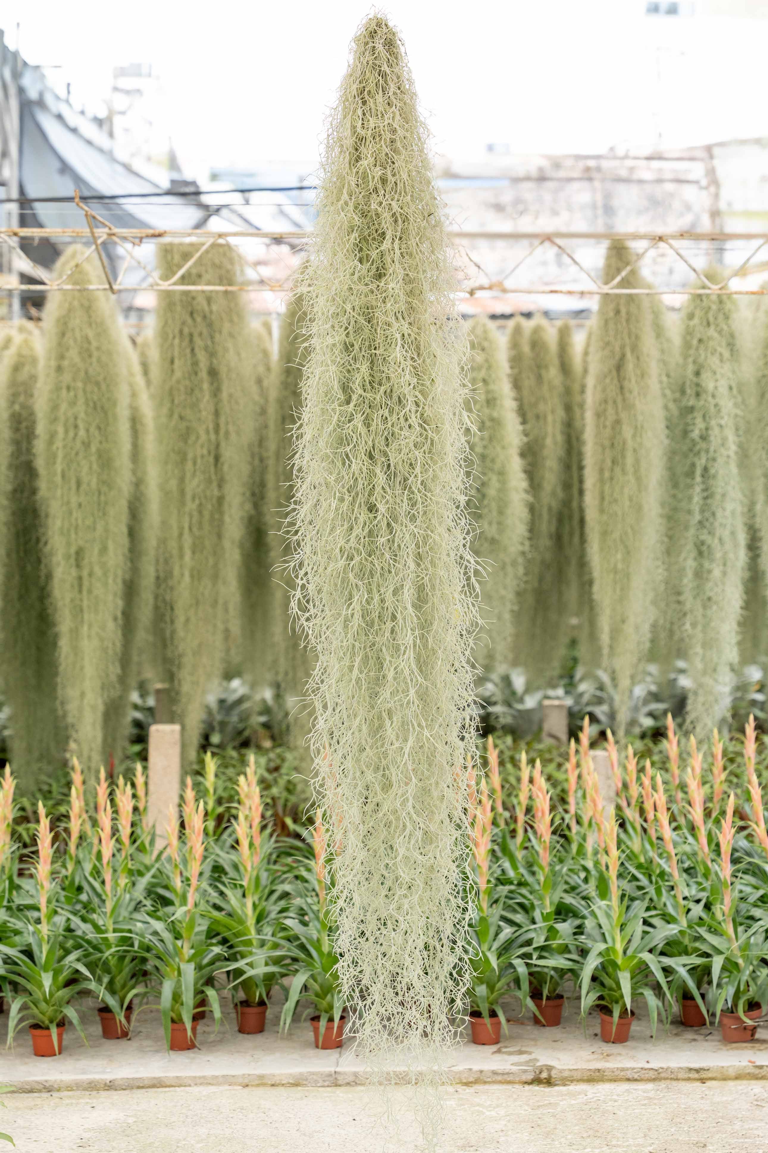 tillandsia spanish moss air plant XL Colombia Thick Spanish Moss - Tillandsia Usneoides