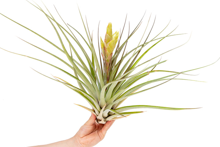 hand holding a giant tillandsia fasciculata tropiflora air plant with pink and yellow bloom stalk