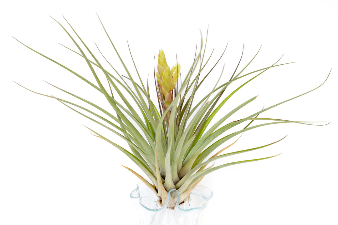 giant tillandsia fasciculata tropiflora air plant with yellow bloom stalk