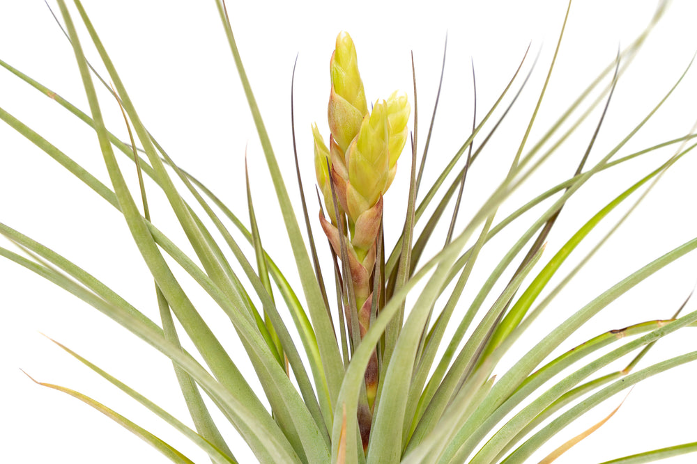 close up of bloom stalk on giant tillandsia fasciculata tropiflora air plant