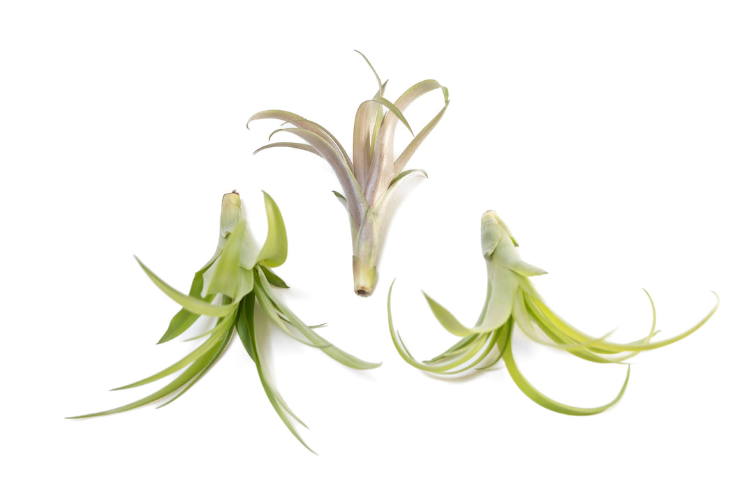 three tillandsia flabellata air plants