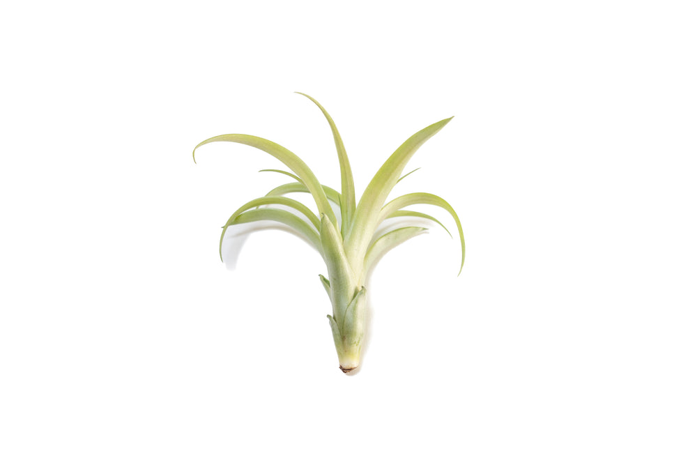 tillandsia flabelatta air plant