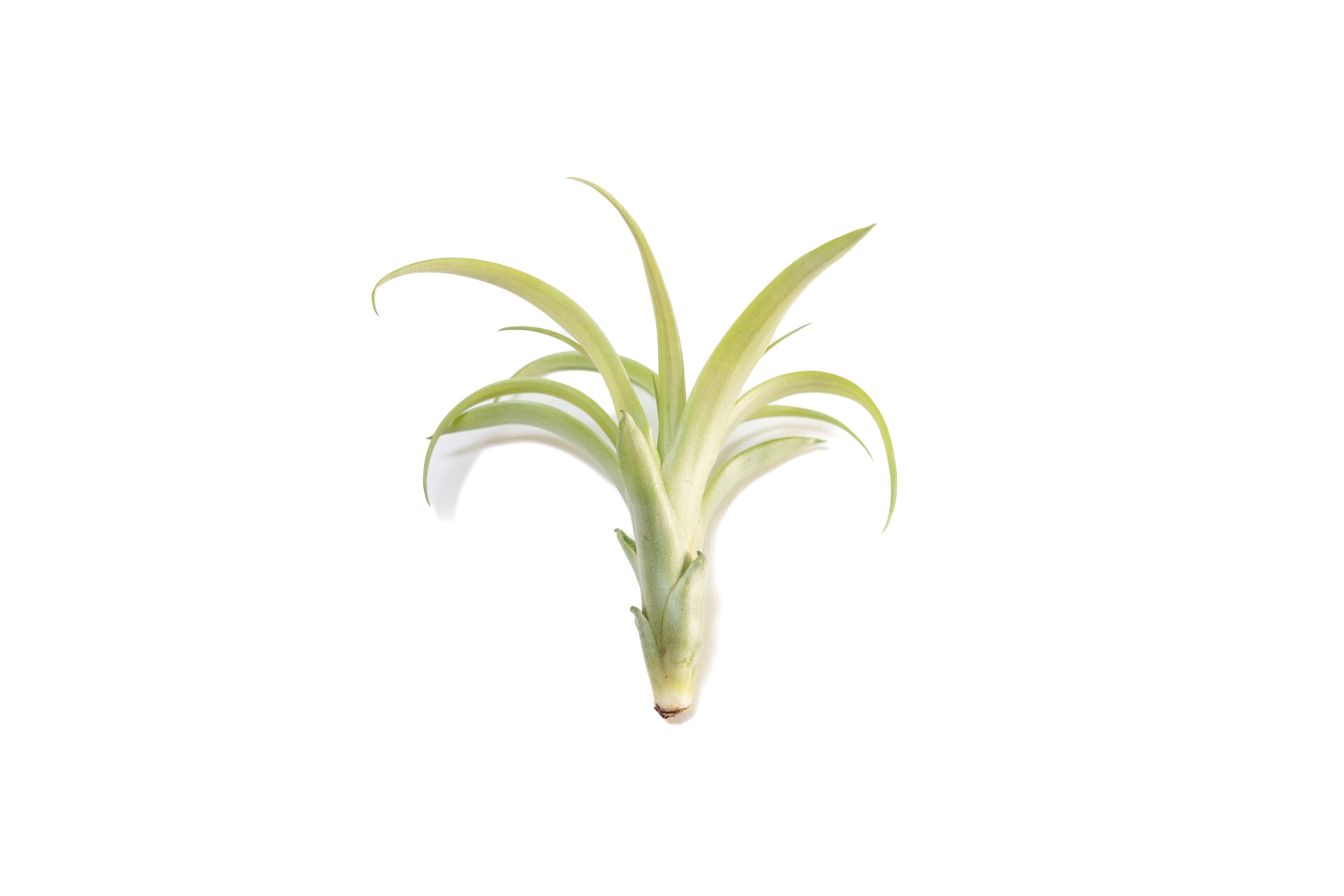 plastic air plants Tillandsia Flabellata Air Plants