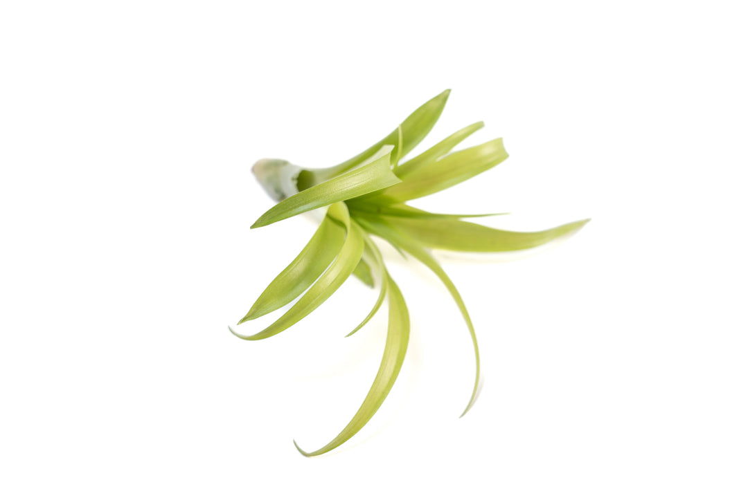 tillandsia flabellata air plant