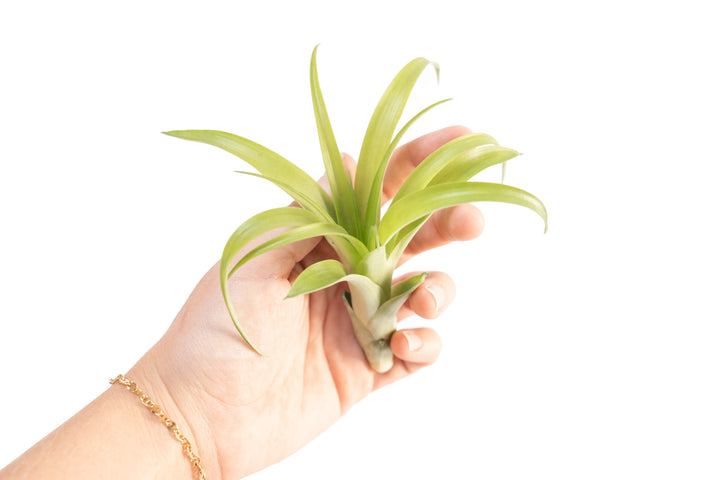 hand holding a tillandsia flabellata air plant