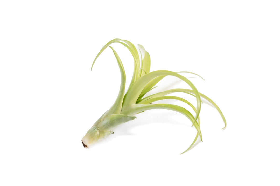 tillandsia flabellata air plant