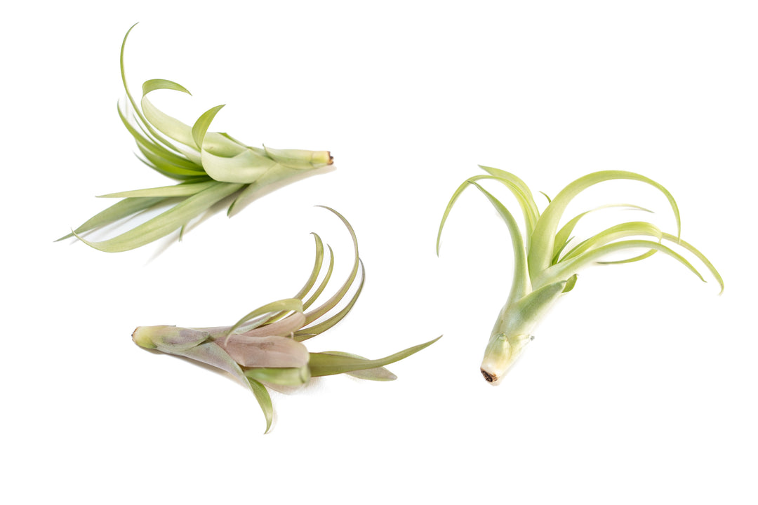 three tillandsia flabelatta air plants
