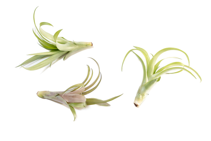 three tillandsia flabelatta air plants