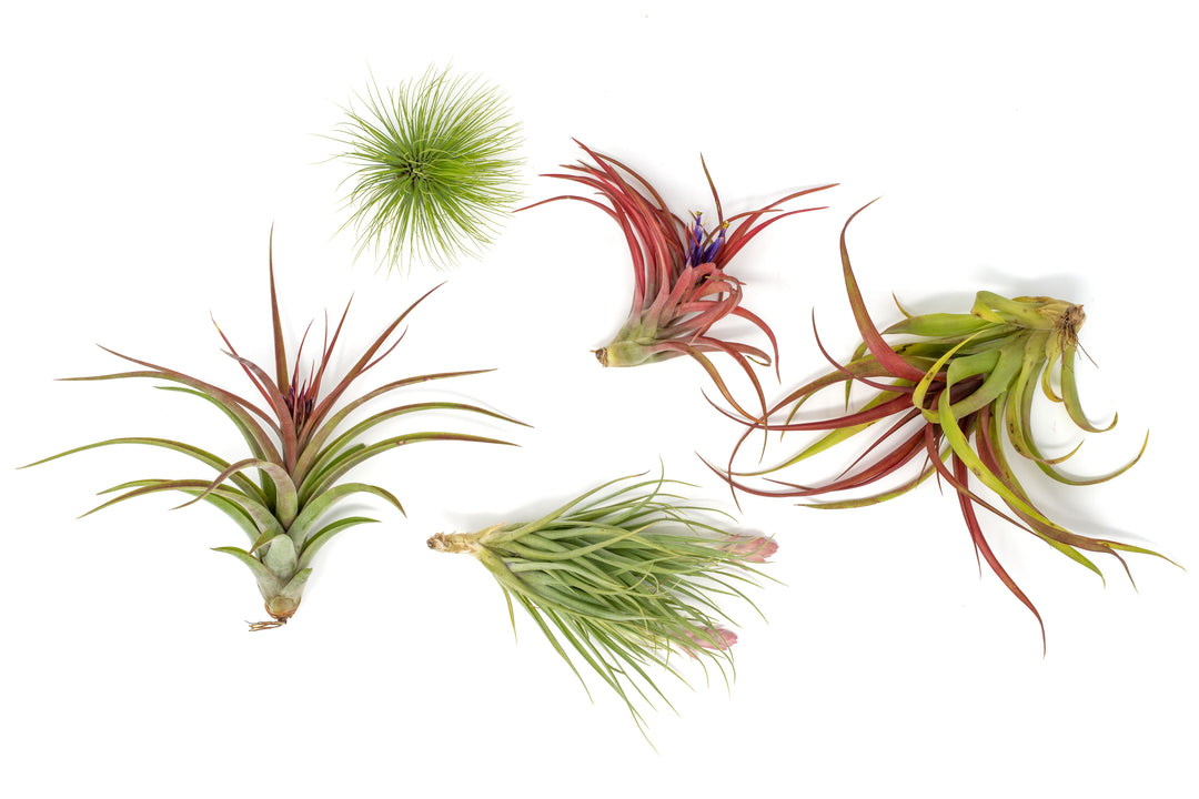 5  blushing and and blooming tillandsia air plants