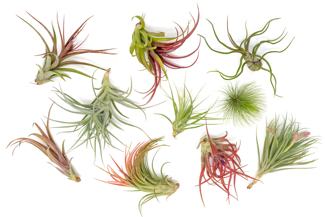 10  blushing and and blooming tillandsia air plants