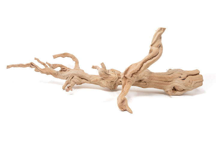 large multibranched grapewood display
