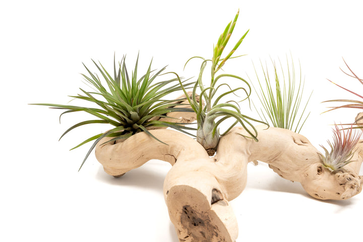 large multibranched grapewood display with five assorted tillandsia air plants