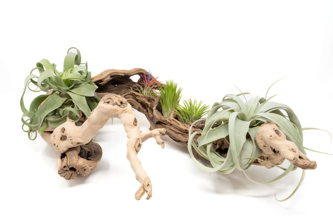large multibranched grapewood display with five assorted tillandsia air plants