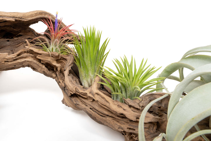 close up of three tillandsia ionantha air plants displays on large multibranched grapewood display
