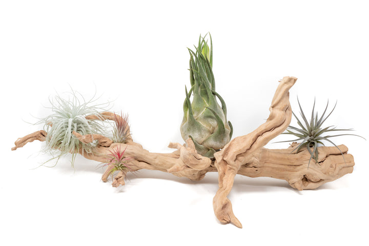 large multibranched grapewood display with five assorted tillandsia air plants