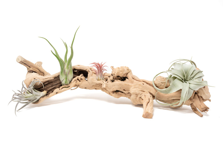 large single branched grapewood display with five assorted tillandsia air plants