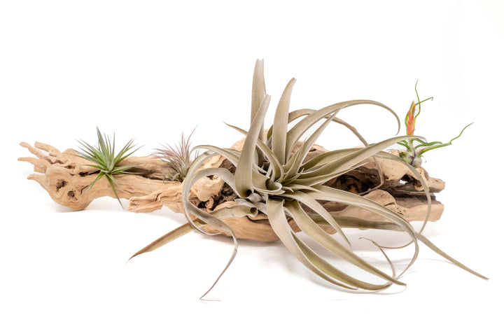 large single branch grapewood display with four assorted tillandsia air plants