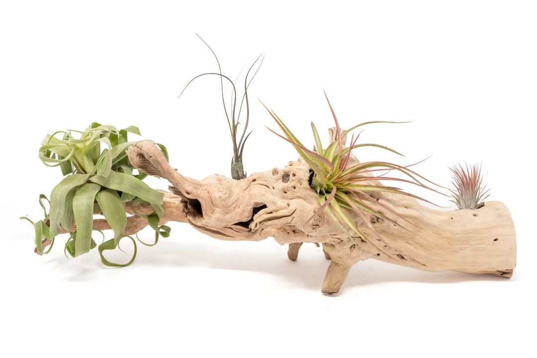 large grapewood display with assorted tillandsia air plants