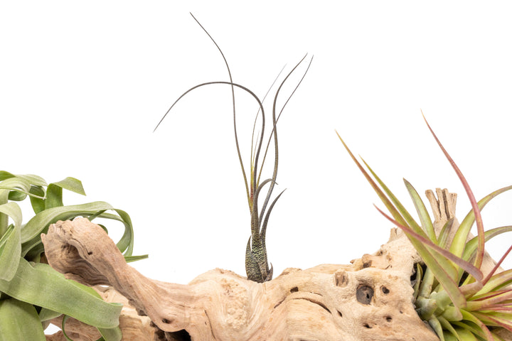 close up of grapewood display with assorted tillandsia air plants