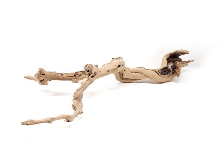 medium multibranched grapewood display