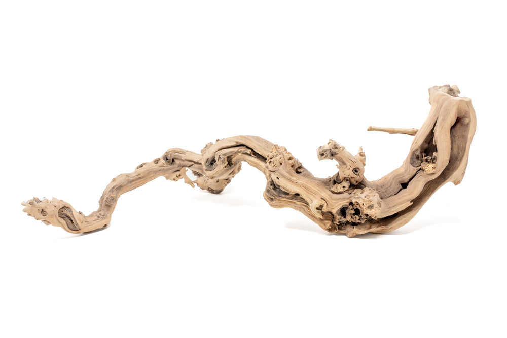 medium multibranched grapewood display