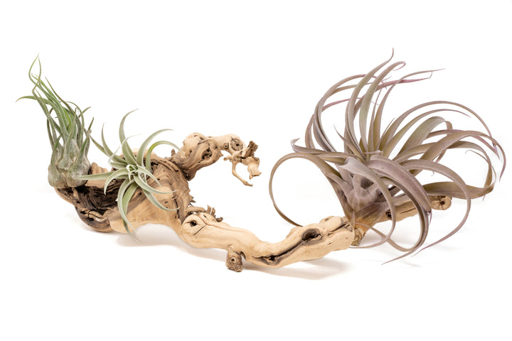 medium multibranched grapewood display with three assorted tillandsia air plants