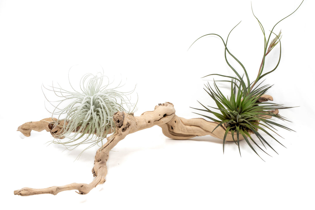 medium multibranched grapewood display with three assorted tillandsia air plants