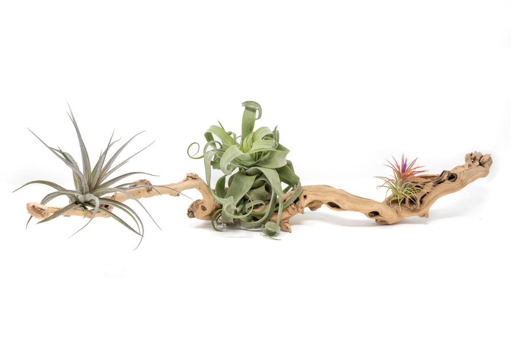 medium single branch grapewood display with three assorted tillandsia air plants
