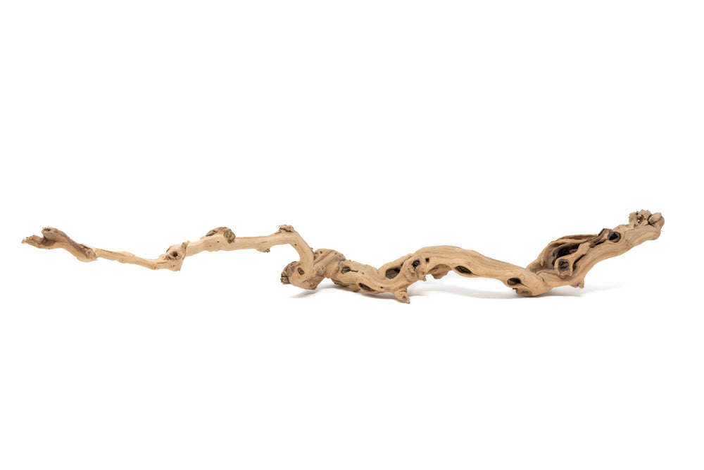medium single branch grapewood display