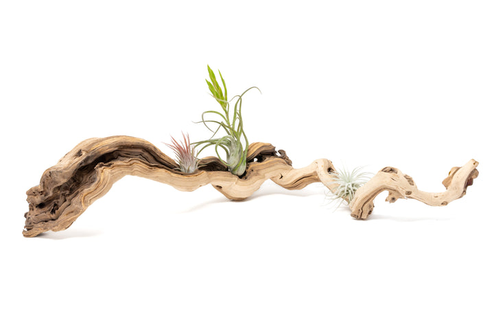 large single branch grapewood with three assorted tillandsia air plants