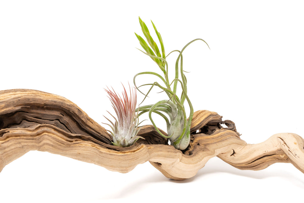 medium single branch grapewood display with two assorted tillandsia air plants