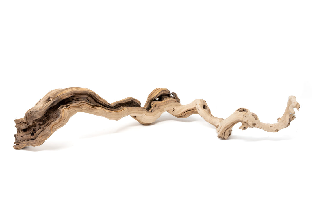 medium sized single branch grapewood display