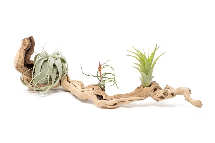 medium single branch grapewood display with three assorted tillandsia air plants