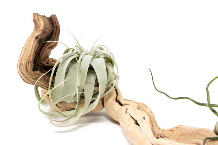 medium single branch grapewood display with tillandsia xerographica air plant